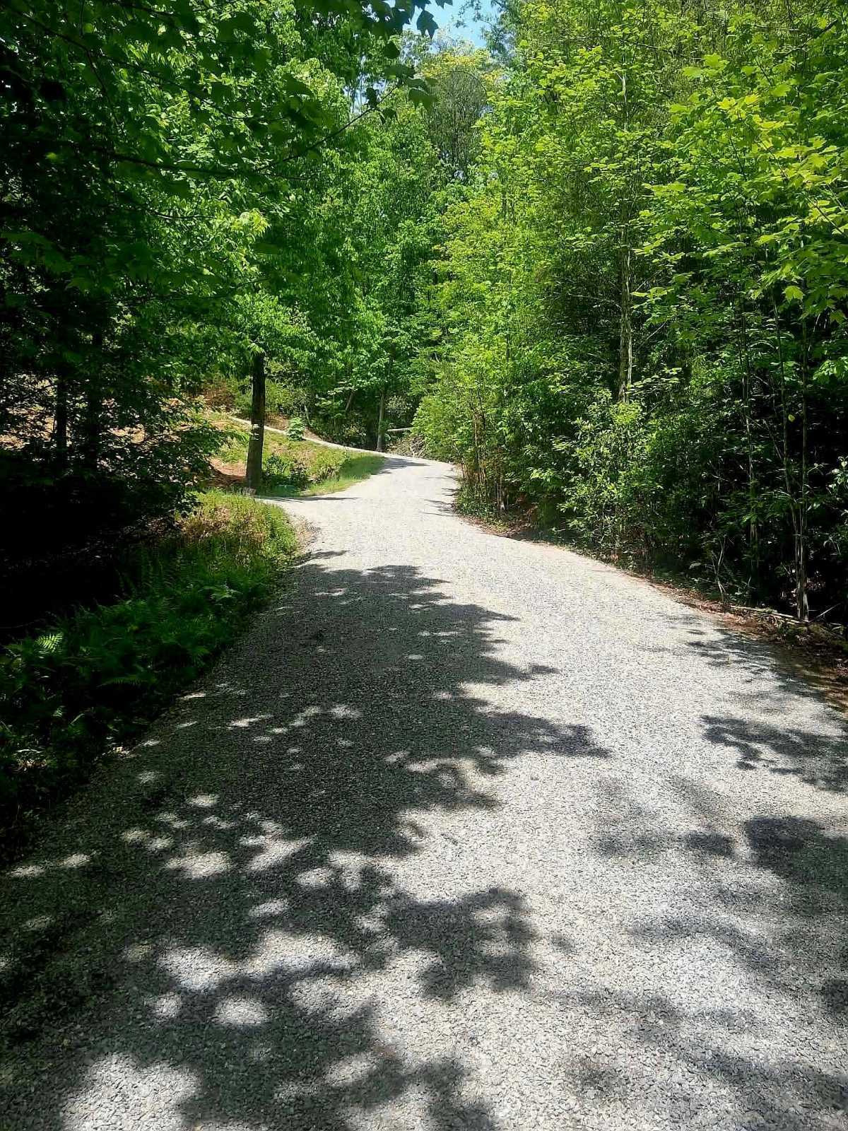Freshly chip-sealed driveway by SK Paving through the Cherokee County, NC woods